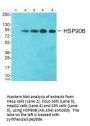 HSP90AB1 (Ab-254) Antibody