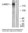 LAMC1 Antibody