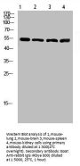 ATP6AP1 Antibody