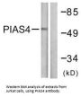 PIAS4 Antibody