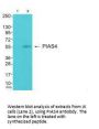 PIAS4 Antibody