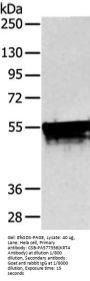 KRT4 Antibody