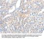 Rabbit anti-human NFATC2 polyclonal antibody