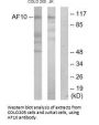 MLLT10 Antibody