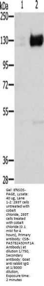 HIF1A Antibody