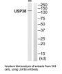 USP38 Antibody