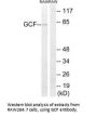 GCFC2 Antibody