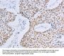 MCM2 Antibody