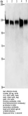 MCM2 Antibody