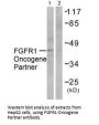 FGFR1OP Antibody