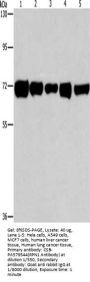 RPN1 Antibody