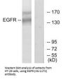 EGFR (Ab-1172) Antibody