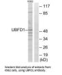 UBFD1 Antibody