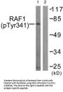 Phospho-RAF1 (Tyr341) Antibody
