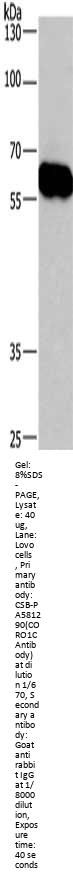 CORO1C Antibody