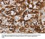Rabbit anti-human BCL2L12 polyclonal antibody