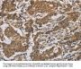 Rabbit anti-human BCL2L12 polyclonal antibody