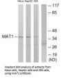 MNAT1 Antibody
