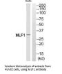MLF1 Antibody