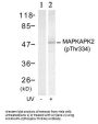 Phospho-MAPKAPK2 (Thr334) Antibody