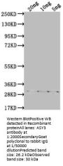 ASY3 Antibody