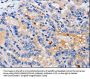 CDK10 Antibody