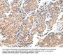 MAP2 Antibody