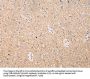 MAP2 Antibody