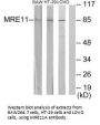 MRE11A Antibody