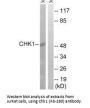 CHEK1 (Ab-280) Antibody