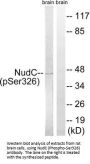 Phospho-NUDC (Ser326) Antibody