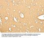 SNAP25 Antibody