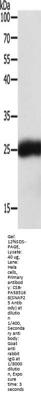 SNAP25 Antibody