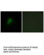 ADRA2B Antibody