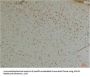 KCNIP1 Antibody