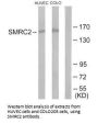 SMARCC2 Antibody
