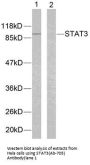 STAT3 (Ab-705) Antibody