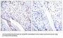 STAT3 (Ab-705) Antibody