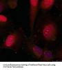 STAT3 (Ab-705) Antibody