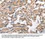 SCARB1 Antibody