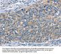 SCARB1 Antibody
