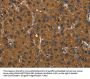 Rabbit anti-human MIER2 polyclonal antibody