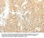 SOX2 Antibody