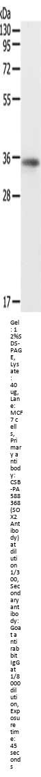 SOX2 Antibody