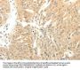 SOX2 Antibody