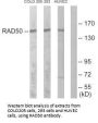 RAD50 Antibody