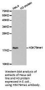 Histone H3K79me1 Antibody