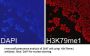 Histone H3K79me1 Antibody