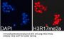 Histone H3R17me2a Antibody