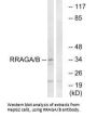 RRAGA/RRAGB Antibody